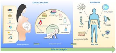 Early life adverse exposures in irritable bowel syndrome: new insights and opportunities